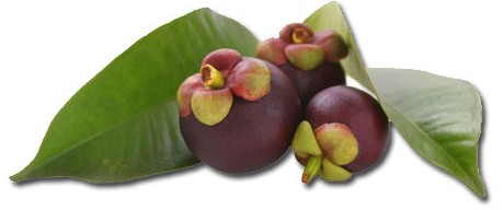 health-benefits-of-garcinia-cambogia.jpg